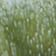 GREEN MOTIF