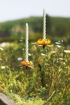 Dandelion Taper Holder