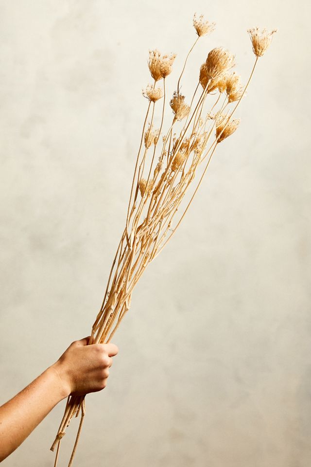 Preserved Finocchio Bunch #2