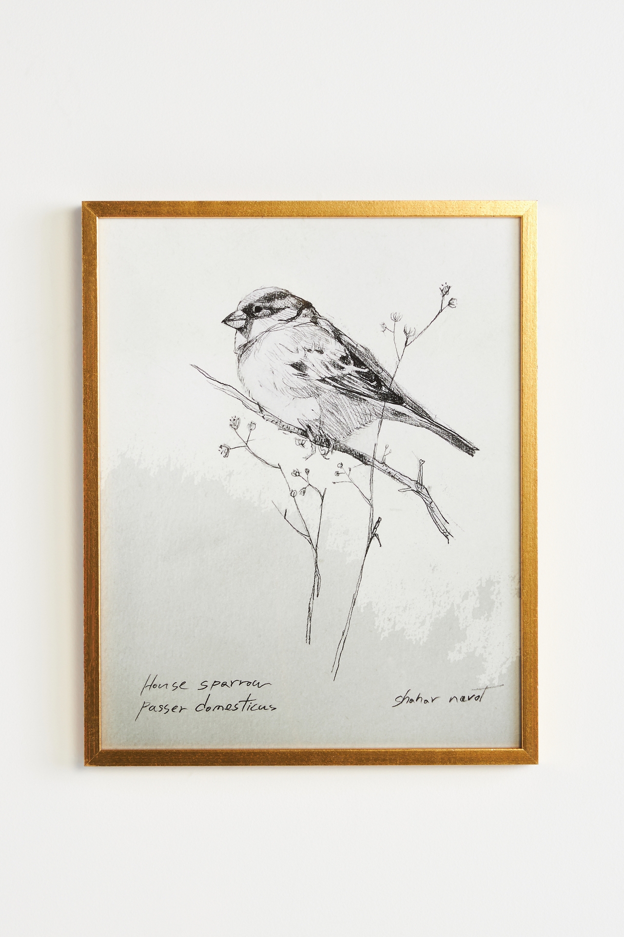 Sparrow Wall Art