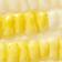 MAIZE