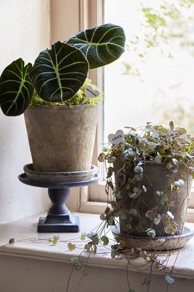 macrame plant hanger pattern Macrame Plant Hanger  Just Deco