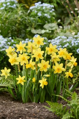 Narcissus 'Tête-à-Tête' Bulbs