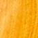 Orange Bird