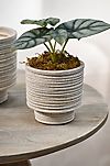 Ridged Texture Footed Planter, 4.5"