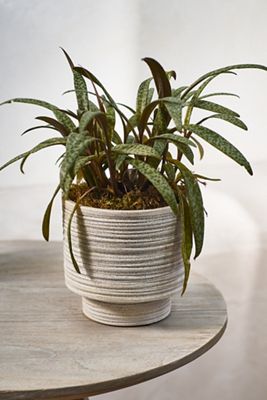 Ridged Texture Footed Planter, 5.5"