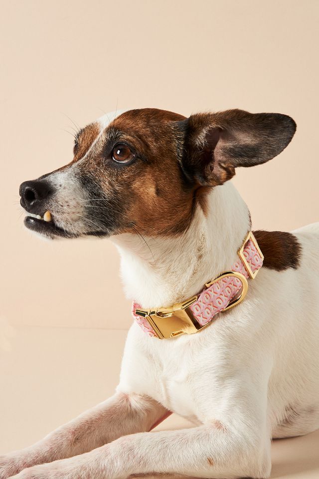 Anthropologie dog leash sale