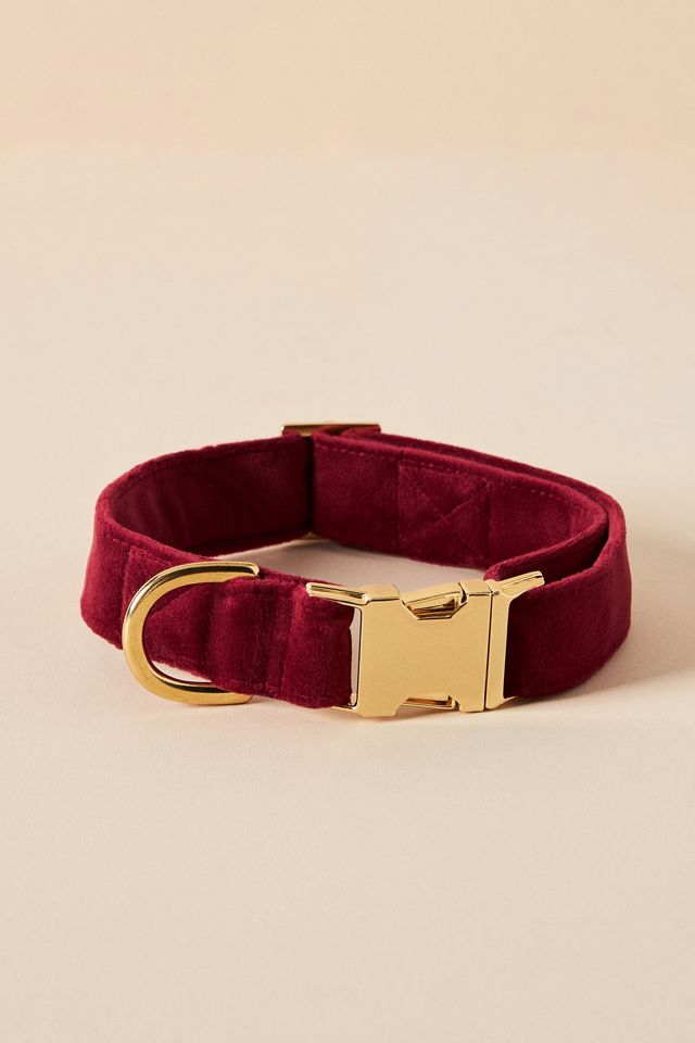 The Foggy Dog Burgundy Velvet Collar #1