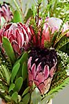 Fresh Protea, Waxflower, Grevillia + Leaucadendron Bouquet #3
