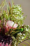 Fresh Protea, Waxflower, Grevillia + Leaucadendron Bouquet #4