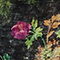 MIDNIGHT GARDEN