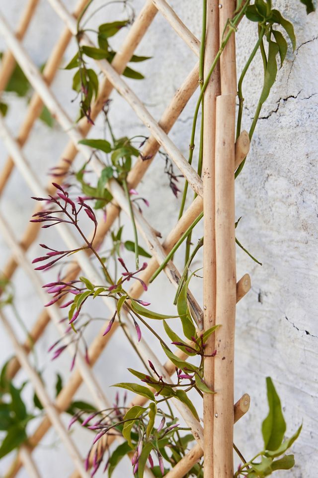 Rounded Top Willow Trellis #3
