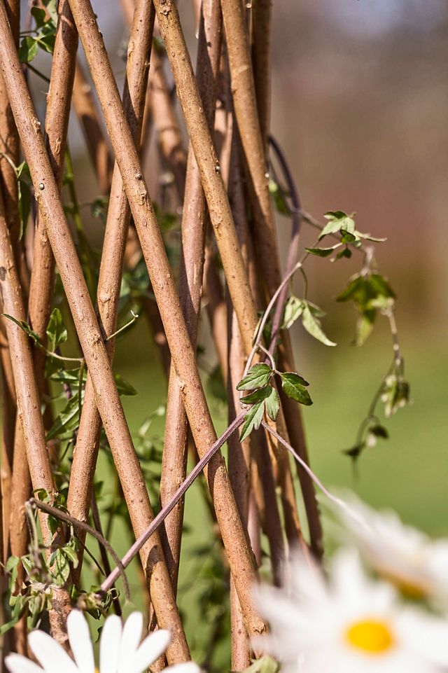 Woven Willow Cone Obelisk #2