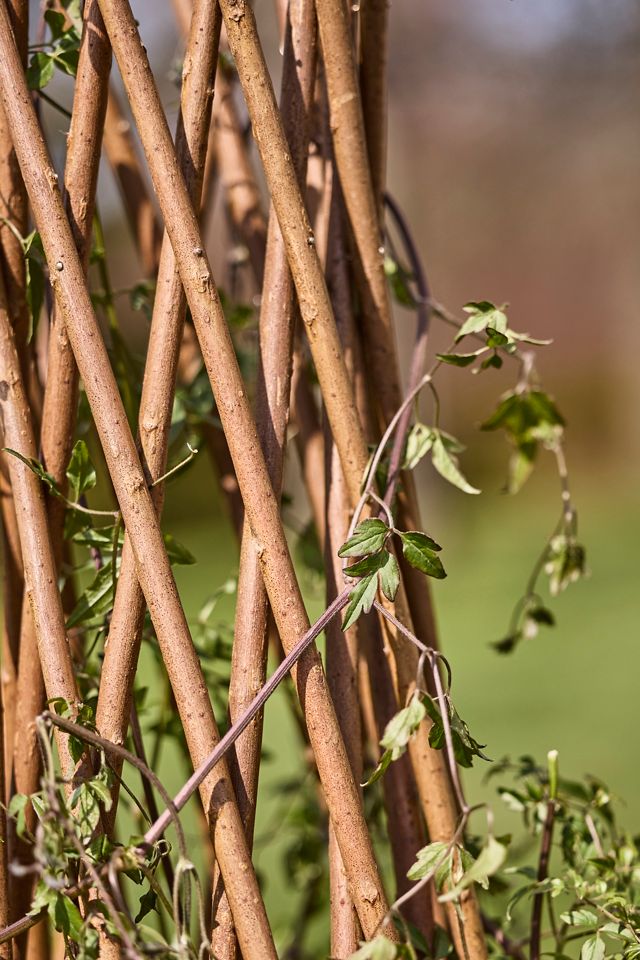 Woven Willow Cone Obelisk #7