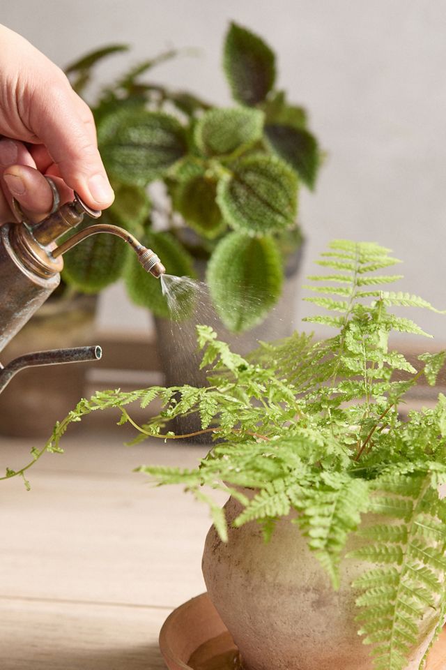 Antiqued Watering Can + Mister #2