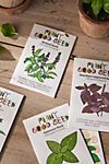 Plant Good Seed Company Culinary Basil Seed Collection #1