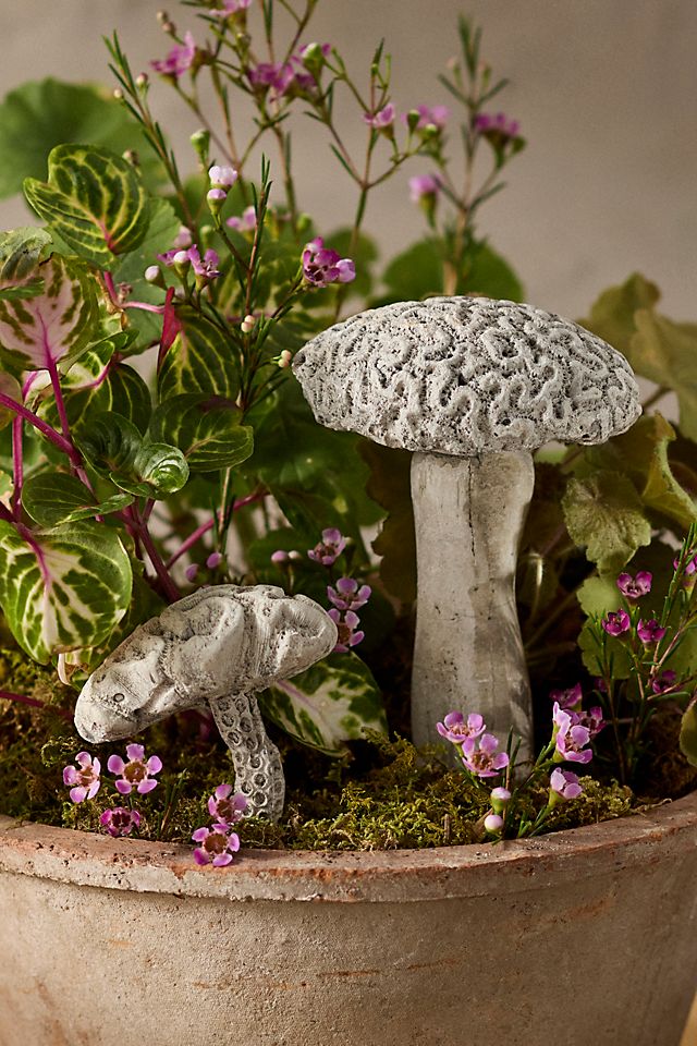 Brain Coral Mushroom Concrete Pick Brain Coral Mushroom Concrete Pick