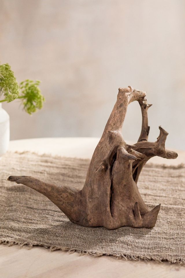Eucalyptus Tree Root, 20-27" #1