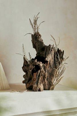 Terrain Eucalyptus Tree Root, 8-12"