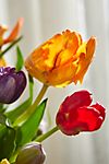 Fresh Jewel Tone Tulip Bunch #1
