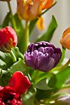 Fresh Jewel Tone Tulip Bunch #2