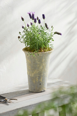Terrain Barnacle Cone Planter, 8"
