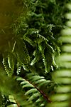 Faux Moss Wall with Ferns #1