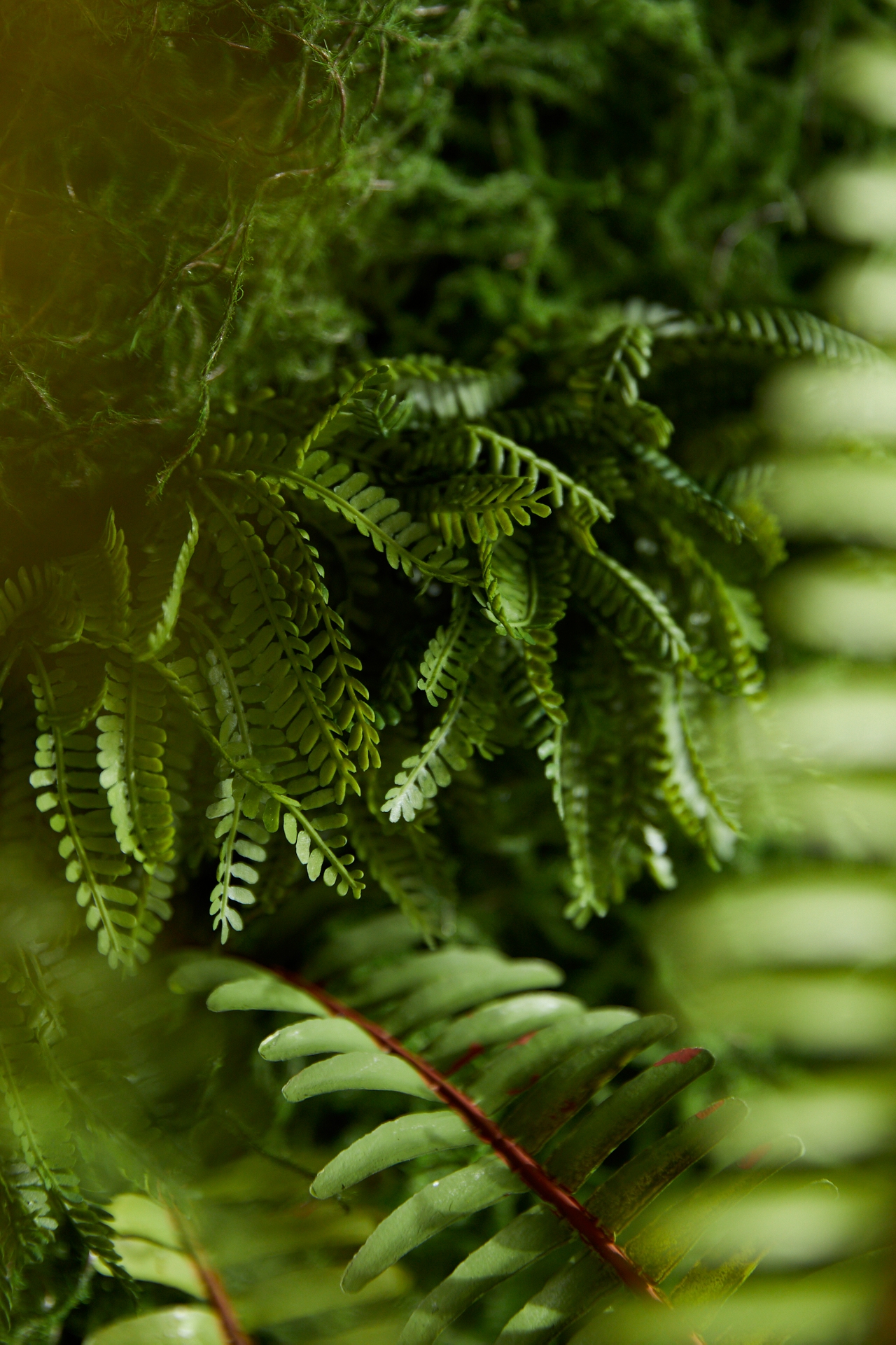 Faux Moss Wall with Ferns