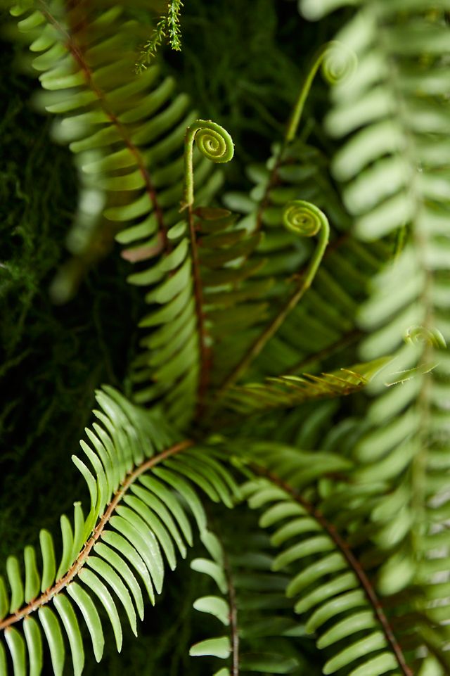 Faux Moss Wall with Ferns