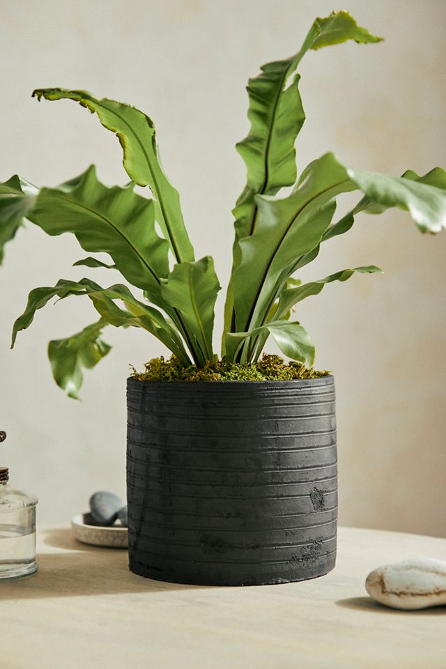 Ridged Cylinder Ceramic Pot | AnthroLiving