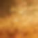 Maize