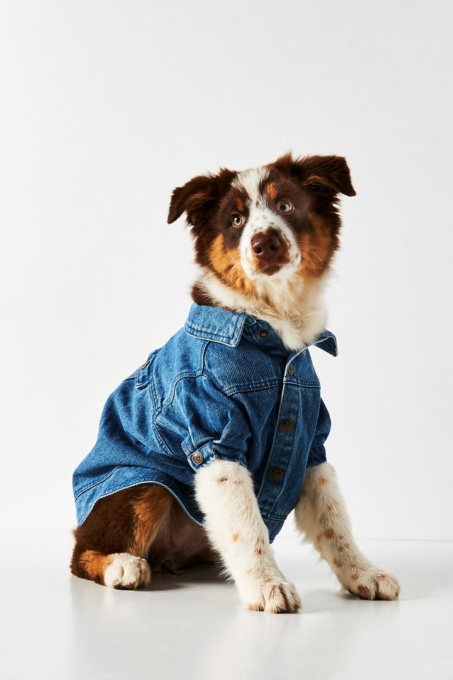 Dog shop jean jacket