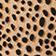 Animal Dot