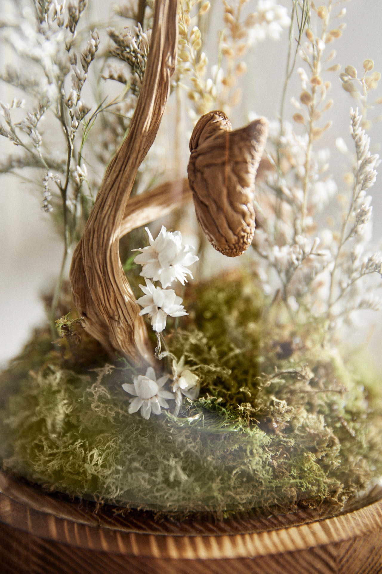 Fungi Forest Dried Terrarium