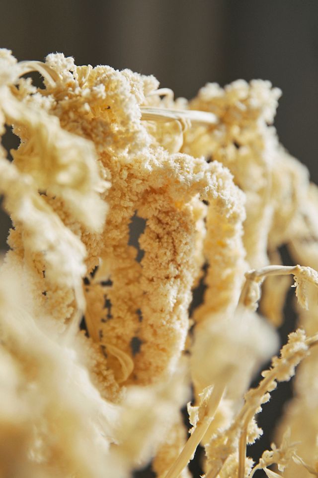 Bleached Hanging Amaranthus Bunch #1
