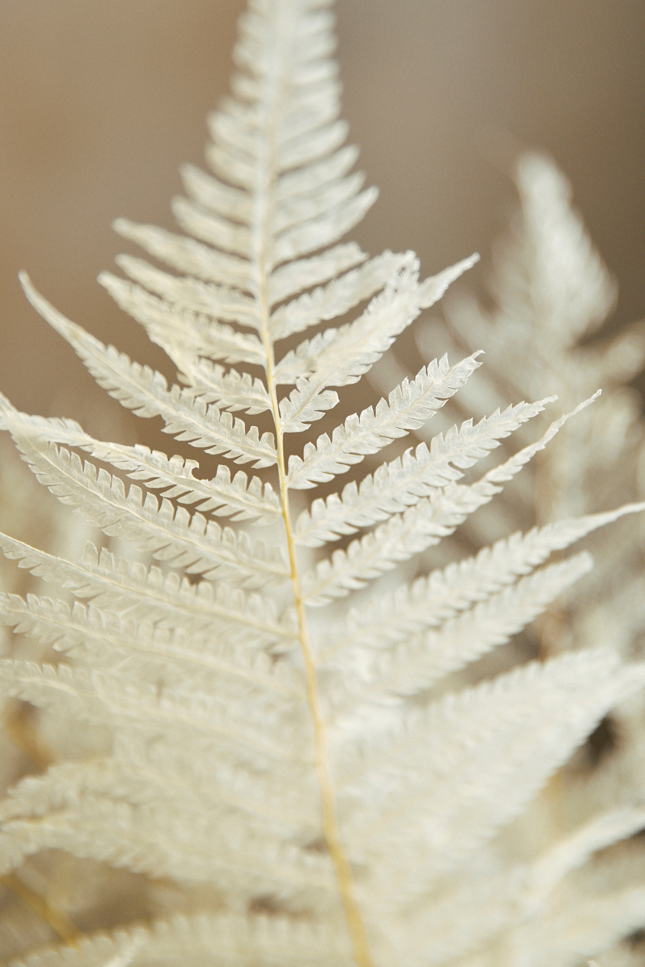 Bleached Fern Leaf Bunch