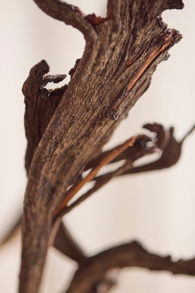 Dried Fantail Willow Bunch #1