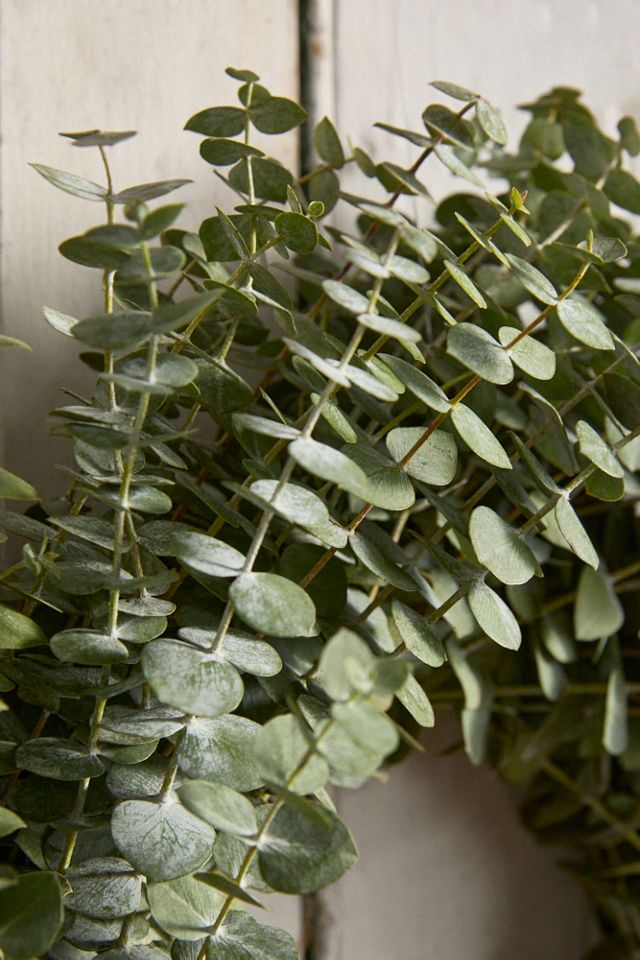 Fresh Baby Blue Eucalyptus Wreath #1