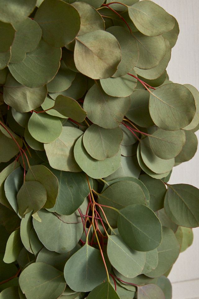 Fresh Silver Dollar Eucalyptus Wreath #1