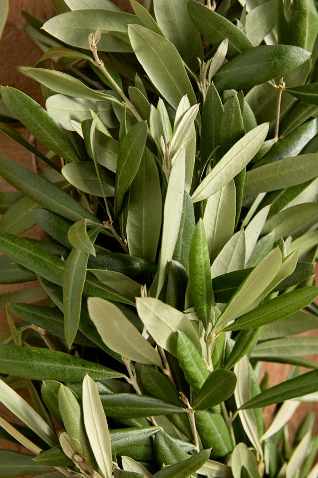 Fresh Olive Leaf Wreath #1