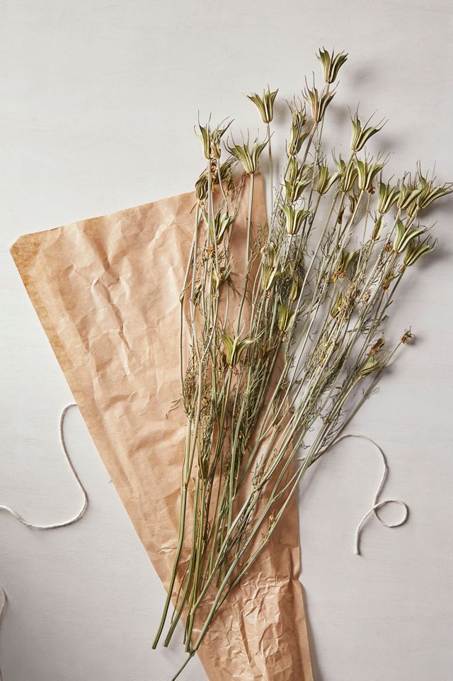 Preserved Nigella Bunch #1