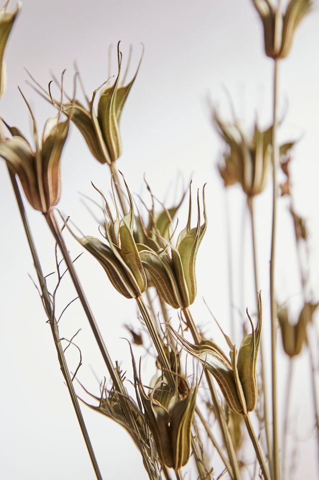 Preserved Nigella Bunch #2