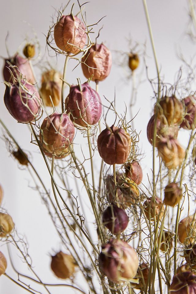Preserved Black Pod Nigella #2