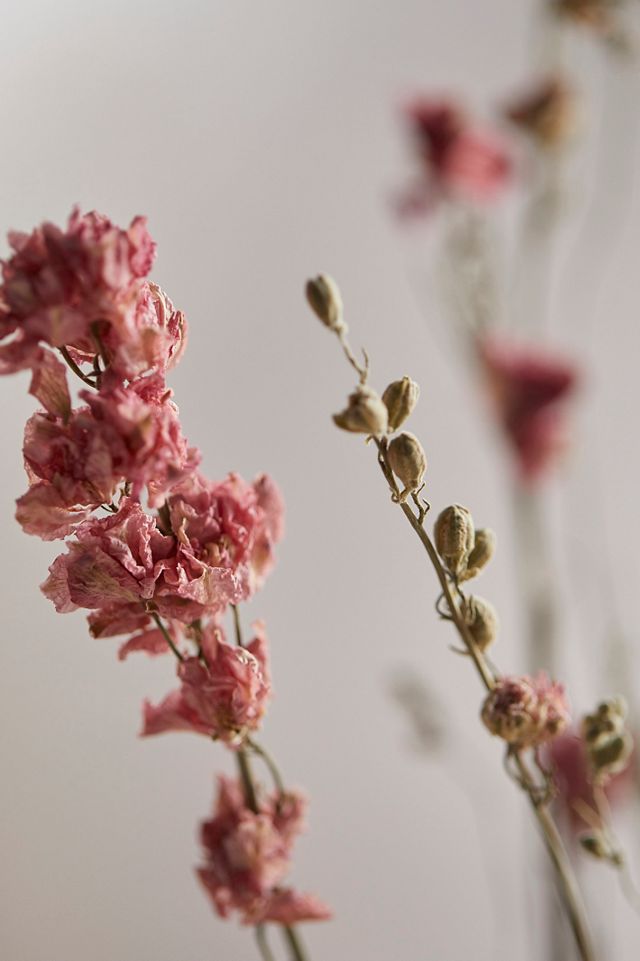 Dried Delphinium Bunch #1
