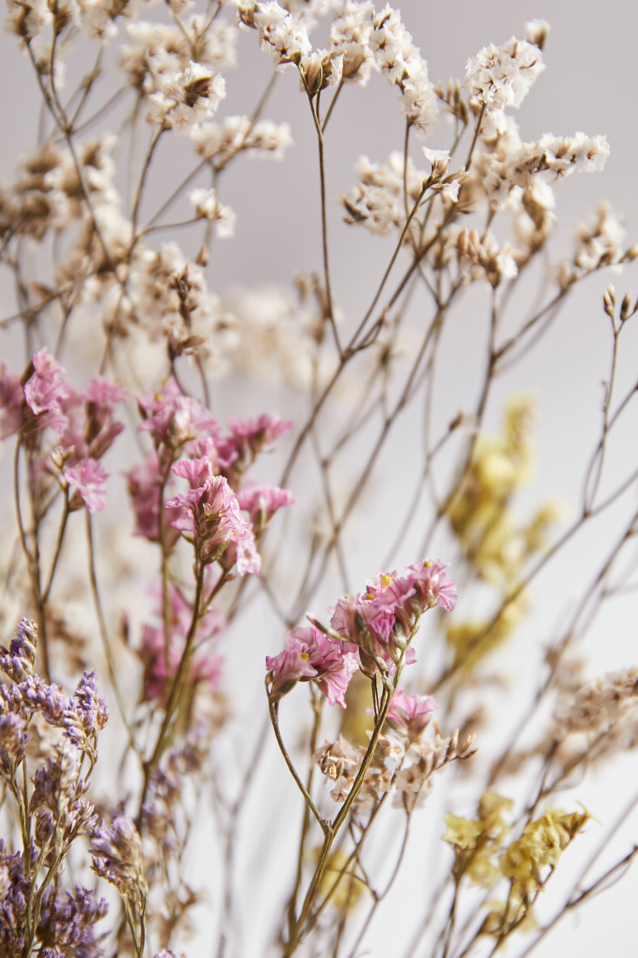 Dried Pastel Limonium Bunch