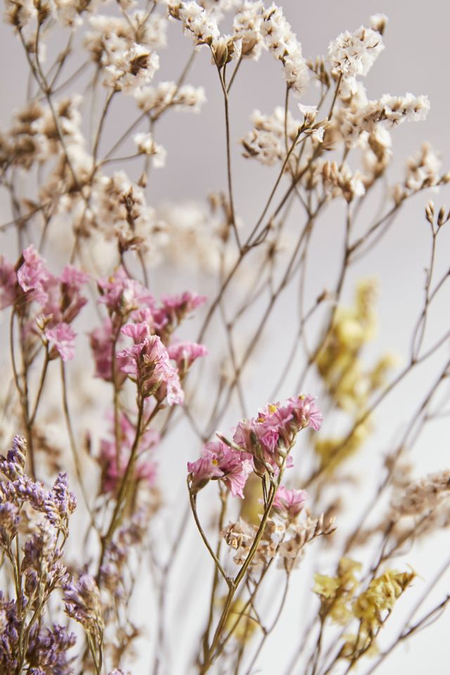 Dried Pastel Limonium Bunch #1
