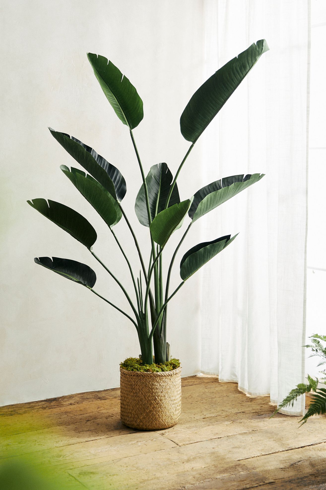 Faux Bird of Paradise, 5' - Green, Standard, One Size