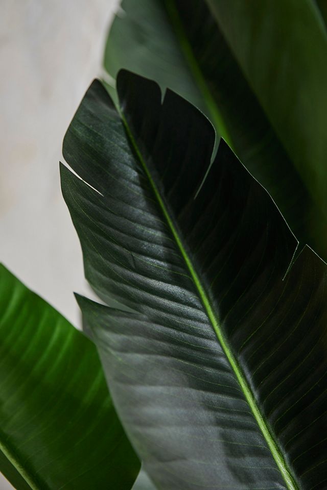 Faux Bird of Paradise, 7' #2