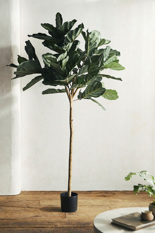 where to buy monstera plant Monstera deliciosa main image 0