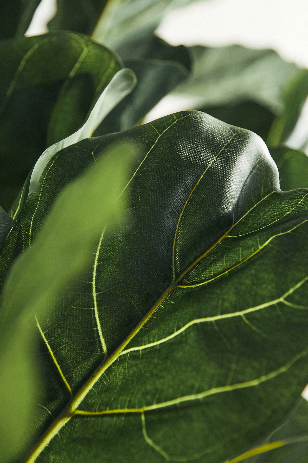 Faux Fiddle Leaf Fig